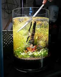 There Is No Fish For Which This Is An Acceptable Aquarium Size Especially Not Active Schooling Fish And Every Fish Needs Aquarium Susswasseraquarium Aquarien