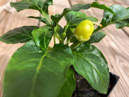 Grow sweet bell pepper plant from seeds at home. Should I Pinch Early Flower Buds Off My Pepper Plants Pepper Geek