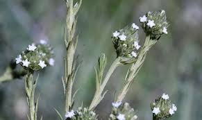 Image result for Thesium breyeri