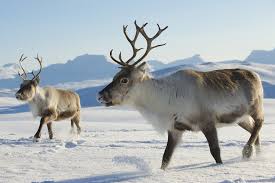 Nicholas', more commonly know as 'the night before christmas' in 1823. How Many Reindeer Does Santa Have Full List Of Names For Father Christmas S Faithful Flying Deer
