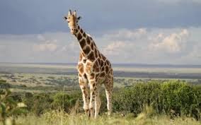 You will definitely choose from a huge number of pictures that option that will suit you exactly! 220 Giraffe Hd Wallpapers Background Images