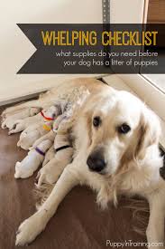 A large cardboard box lined with newspapers and topped with old towels or blankets makes a suitable nest in which your dog can give birth and raise her babies. Whelping Checklist What Supplies Do You Need Before Your Dog Has A Litter Of Puppies Dog Having Puppies Whelping Puppies Puppy Litter