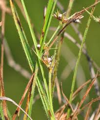 Image result for Scleria nyasensis