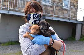 May 22, 2021 · the numbers also tell a more nuanced story about the rates of pandemic pet adoptions. Local Animal Rescue Shares How It S Tackling Adoption Demand During Pandemic Tysons Reporter