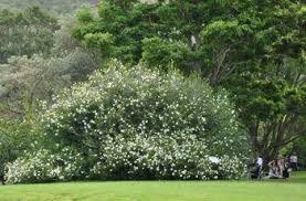 Image result for Thunbergia graminifolia