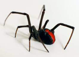 The spider's bite causes severe pain, sweating and nausea. Hidden Housemates The Australian Redback Spider