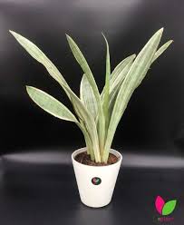 Image result for Sansevieria metallica