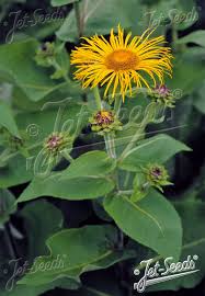 Image result for Inula mannii