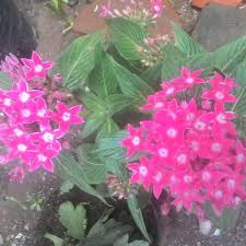 4.4 / 5 ( 118 votes ). Pusat Jual Bibit Tanaman Hias Langka Dan Obat Herbal Posts Facebook