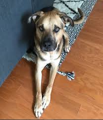 Click here to view german shepherd dogs in texas for adoption. German Shepherd Labrador Retriever Mix Dog For Adoption In Houston Tx Texas Adopt Bear Today