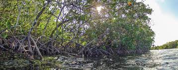 We did not find results for: What Are Mangrove Forests Livingdreams Tv
