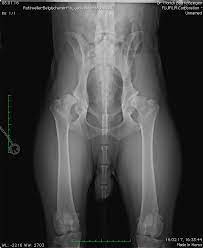 Bei der wahl des richtigen zeitpunktes für die operation, sollte weder zu früh noch zu spät reagiert werden. Kunstliches Huftgelenk Beim Hund Fachtierarztliches Zentrum Dr Morich Kleintierchirurgie