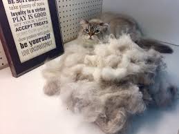 If your vacuum cleaner is getting clogged with hair, it's a good bet that shedding season has whether you have a cat, a dog or both, shedding can be a headache to deal with. Benefits Of Brushing Your Cat We As A Whole Realize Cat Grooming And By Sparkle Cat Grooming Medium