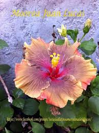 Pin On Astd Hibiscus
