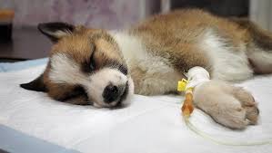 How do puppies get parvo? Parvovirus In Dogs Symptoms Causes Treatments Dogtime