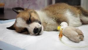 If your puppy hasn't been vaccinated, don't wait. Parvovirus In Dogs Symptoms Causes Treatments Dogtime