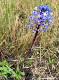 Image result for Merwilla lazulina