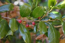 Image result for Rhamnus staddo