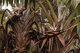 Image result for Strelitzia caudata