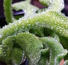 We did not find results for: Crystal Ice Plant Salad With Edible Flowers Recipe Edible Flowers Ice Plant Edible