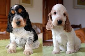 Accueil Cocker Anglais Spaniel Elevage Des Aubepines De La Vilco Cocker Anglais Cocker Chiot Cocker