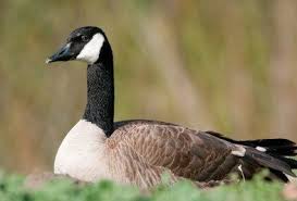 How to get rid of canadian geese types of goose deterrents. Canadian Geese In Houston Holder S Pest Solutions