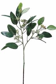 Эвкали́пт прутови́дный — вечнозелёное дерево, вид рода эвкалипт (eucalyptus) семейства миртовые (myrtaceae). Pin On Quick Saves