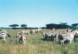 Image result for Harpachne schimperi