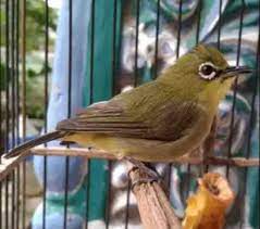 Download Suara Pleci Masteran Mp3 Auto Gacor