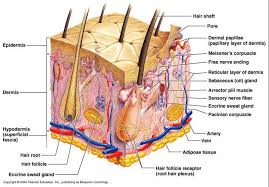 The Official Hairmax Lasercomb Blog Skin Anatomy Physiology Human Anatomy And Physiology