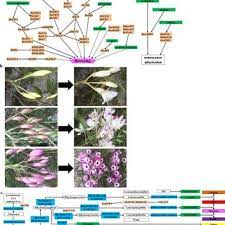 Pdf Genome Wide Researches And Applications On Dendrobium
