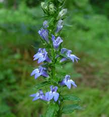 Image result for Lobelia pteropoda
