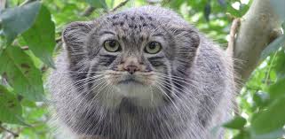‪Small Wild Cats | rewild.org | Re:wild‬‏
