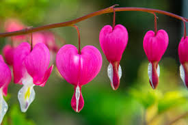 Check spelling or type a new query. Gardening Five Of The Most Romantic Plants For Valentine S Day Heraldscotland