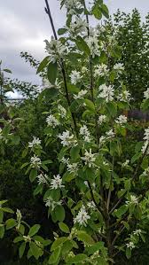 Image result for Amelanchier alnifolia