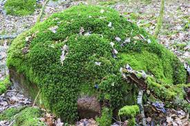 I had always pictured bryophytes as an uncharismatic group of plants, far too small and uniform for me to even consider identifying. Different Types Of Moss Learn About Moss Varieties For The Garden