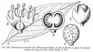 Image result for Heteropyxidaceae