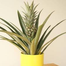 If your plant suffers from root rot it will show as your plant starting to look like it needs to be watered with drooping leaves. Pineapple Plant Buying Pineapple Indoor Houseplants Ornamental