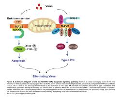 Herein we demonstrate that mda5/mavs signaling was essential for host resistance against pulmonary aspergillus fumigatus challenge through the regulation of antifungal leukocyte responses. Gale Academic Onefile Document Mavs Mkk7 Jnk2 Defines A Novel Apoptotic Signaling Pathway During Viral Infection