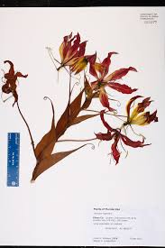 Image result for Gloriosa superba