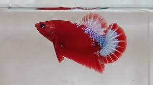 Unboxing ikan cupang plakad hellboy super cantik halo guys apa kabar nih semuanya,, semoga kalian baik2 saja ya. Ikan Cupang Hellboy Star Tail Jantan Betina Sepasang Top Grade Youtube