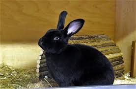 Biete 3 dalmatiner rex kaninchen an, sie sind 10 wochen alt und. Vierbeiner Des Monats Dezember Langohr Sammy Der Schwarz Rex Das Solingenmagazin