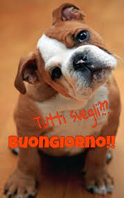Buongiorno Cuccioli Di Cani Ritratti Di Cani Cuccioli Di Animale