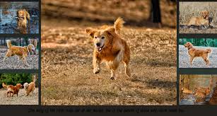 Looking for a golden retriever puppy for sale? Allday Golden Retrievers Selma Alabama Home