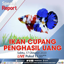 We did not find results for: Inews Di Tengah Pandemi Covid 19 Semakin Banyak Masyarakat Yang Menjadi Pembudidaya Ikan Cupang Hias Tidak Perlu Modal Besar Budidaya Ikan Cupang Hias Relatif Mudah Dan Dapat Meraih Keuntungan Hingga Puluhan Juta