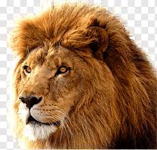 Brown Lion Lion Large Head Free Png Lion Images Lion Lion Head Tattoos