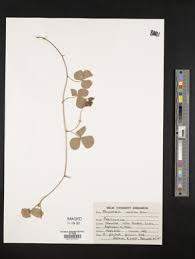 Image result for Rhynchosia pseudoviscosa
