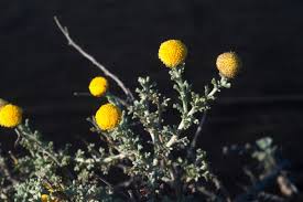 Image result for Nolletia arenosa