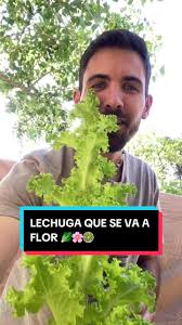 Consejos para la lechuga que se va a flor