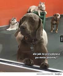 Nie Zostawiaj Mnie Tu Weimaraner Dogs Funny Weimaraner Funny Funny Dog Pictures